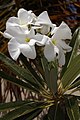 Pachypodium lamerei