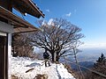 大山山頂の雨降木