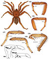 May 20: Aptostichus barackobamai, the spider named for Barack Obama