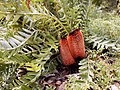 Twin buds of Banksia blechnifolia