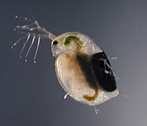 Daphnia magna.