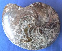 A polished Goniatite fossil