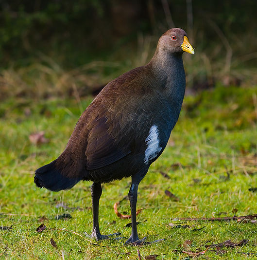 Tasmanian Native-hen