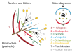 E schematischi Daarstellig vom ene Ääri mit zwäi Blüete vom ene Süegras und e Blüetediagramm