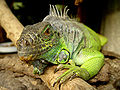 A green iguana (Iguana iguana)