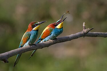 European bee-eaters