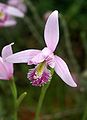 Pogonia ophioglossoides