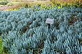 Senecia mandraliscae (Blue Finger), used in Senecio