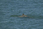 Australian snubfin dolphin