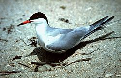 Kalatiira (Sterna hirundo)