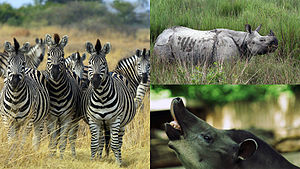 Stepa zebro, Hindia rinocero kaj Brazila tapiro Tapirus terrestris