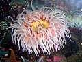 A sea anemone