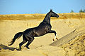 Akhal-teke stallion II