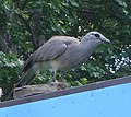 The black-legged seriema (Chunga burmeisteri) is smaller and has a more restricted distribution.