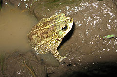 Description de l'image Bufo fernandezae03.jpg.