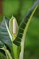 Dieffenbachia, zweite Blüte