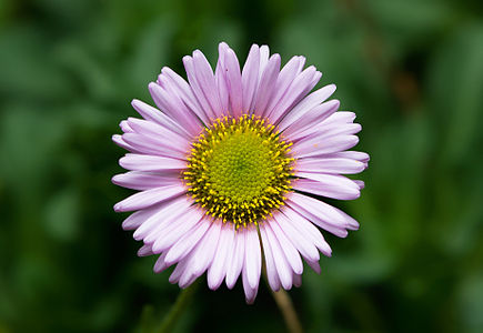 en:Erigeron glaucus by JJ Harrison