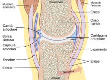 Joint it.svg