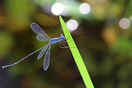 Lestes praemorsus male