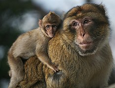 Macaques berbères du rocher.