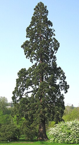 Ne vrêe typischn mammoetbôom van ounderd à ounderdvichtig joar oud in 't Arboretum de la Vallée-aux-Loups (Vrankryk)