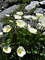 Alpen-Hahnenfuss auf Schiefer (Ranunculus alpestris)