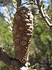 Old fruiting cone