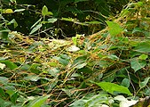 Cuscuta sp. form