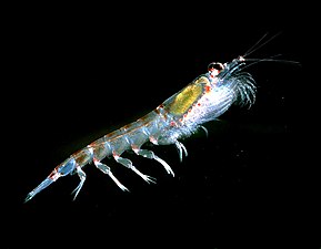 Antarktisk krill