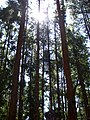 Pine forest on the way to Pykara falls