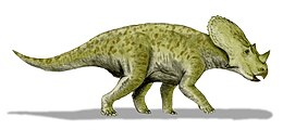 A Brachyceratops rekonstrukciója