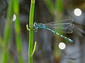 Díszes légivadász (Coenagrion ornatum) – hím