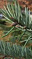 Pinaceae: Nadelblätter und Knospe einer Douglasie (Pseudotsuga menziesii)