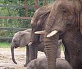 Image 13 Credit: Michael Haslam Howletts Wild Animal Park was set up as a private zoo in 1958 by John Aspinall in Canterbury, Kent. More about Howletts Wild Animal Park... (from Portal:Kent/Selected pictures)