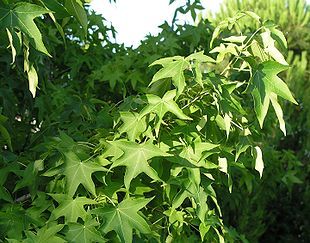 Virginsk Ambratræ (Liquidambar styraciflua)