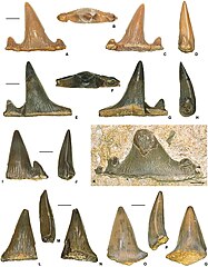 Teeth of Planohybodus, a hybodontid, whose teeth were designed for tearing