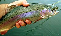 A common fish found in the lakes and streams of the Pecos Wilderness