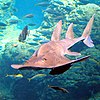 Bowmouth guitarfish