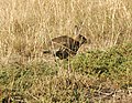 N Kanienken in Australien. Do australiske Kanienkene feruurseekje deelwiese Erosione un Dierte-Süüken.