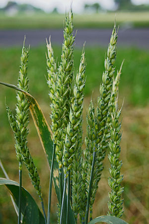 Triticum aestivum