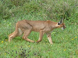 Simbamangu (Caracal caracal)