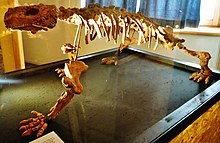 Photograph of a skeleton of the pareiasaur Deltavjatia