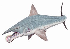 Helicoprion bessonowi