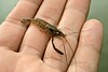 Close-up of a brown shrimp resting on three fingers of a person's hand