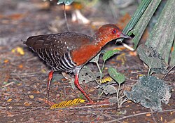 Punakoipiräikkä (Rallina fasciata)