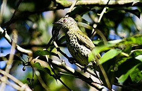 Araponga-do-horto (Oxyruncus cristatus).