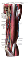 Braço visto anterolateralmente, mostrandos nervos e vasos.