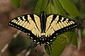 Image 11A tiger swallowtail butterfly (Papilio glaucus) in Shawnee National Forest. Photo credit: Daniel Schwen (from Portal:Illinois/Selected picture)