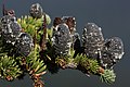 Image 38Pinaceae: unopened female cones of subalpine fir (Abies lasiocarpa) (from Conifer)