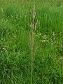 Tarackos tippan (Agrostis stolonifera)